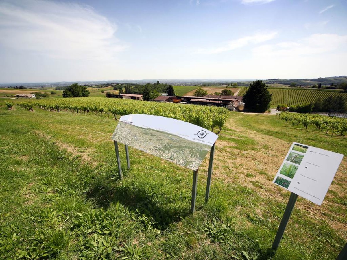 🌿 Balade au cœur des vignes – Parcours libre et pédagogique - Vignerons Indépendants