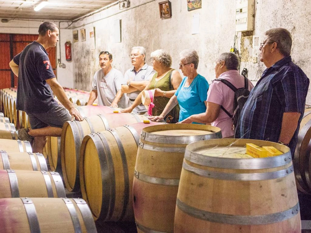 🌿 Balade au cœur des vignes – Parcours libre et pédagogique - Vignerons Indépendants