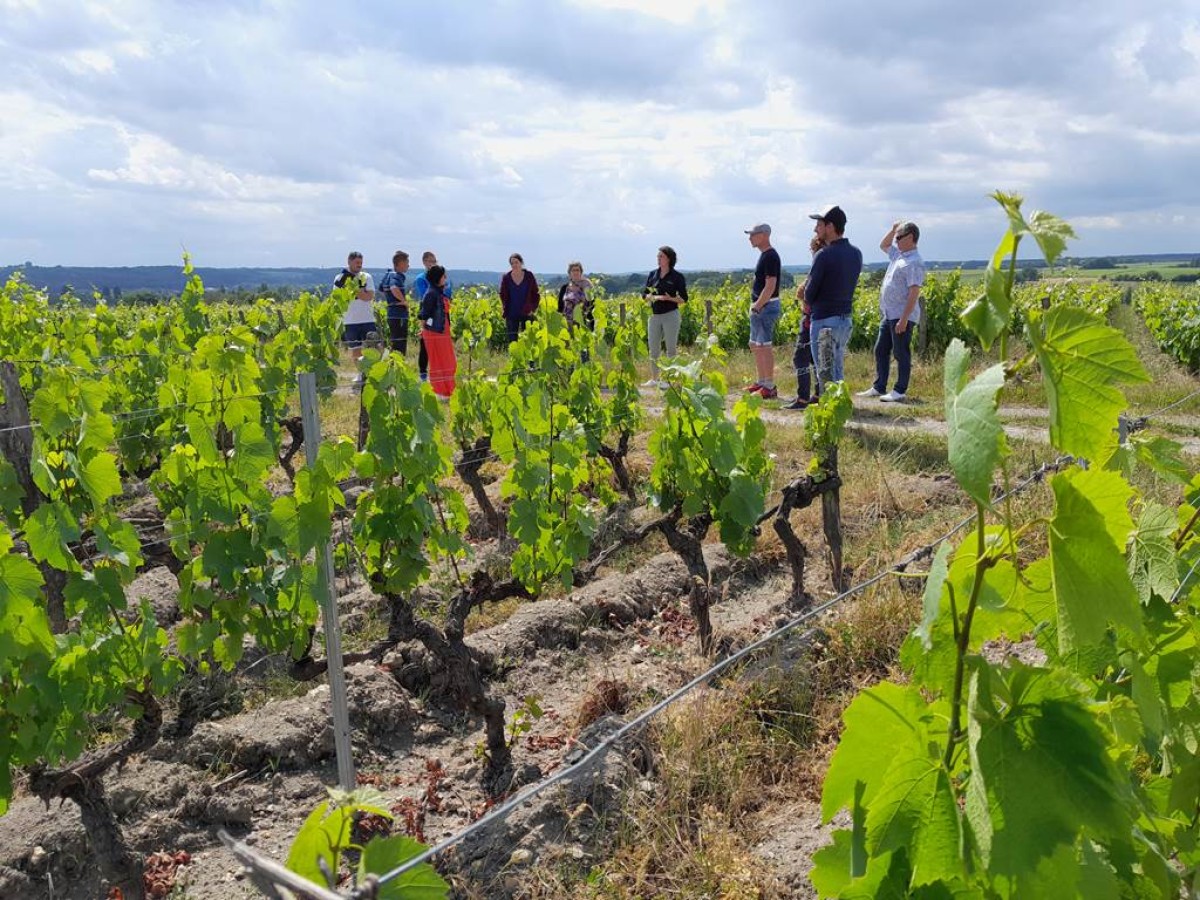 BALADE COMMENTEE, Entre Sauvignon et Gamay - Vignerons Indépendants