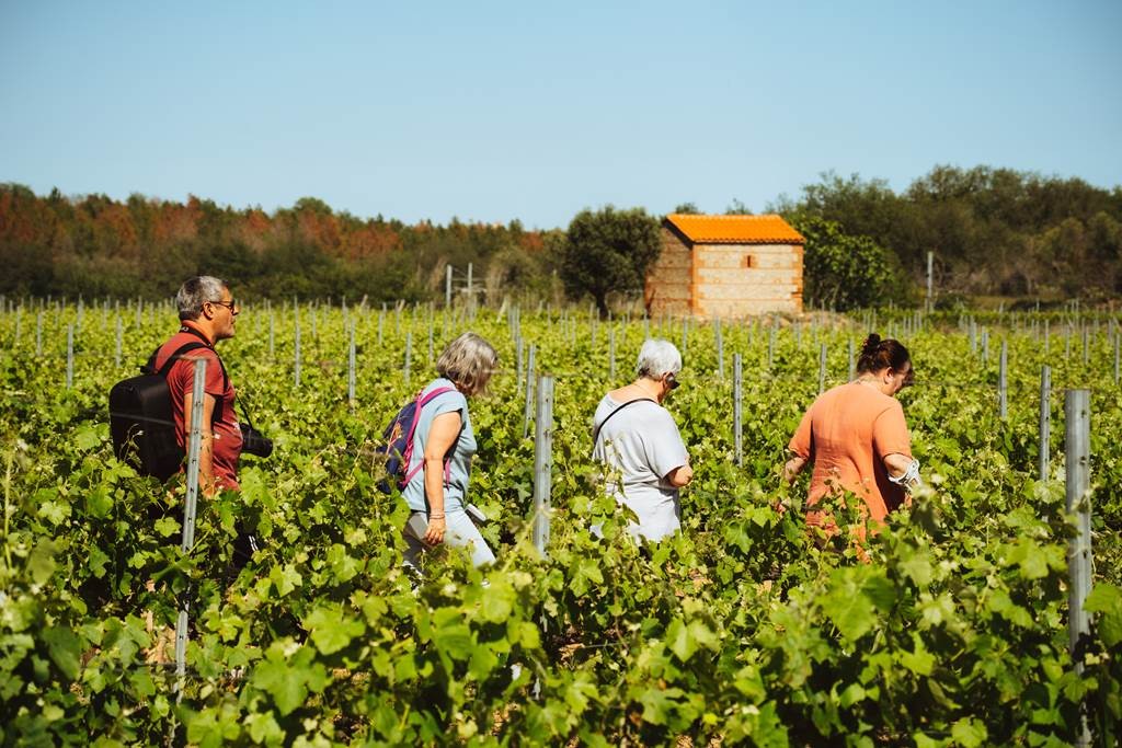 Balade des sens et dégustation - Vignerons Indépendants