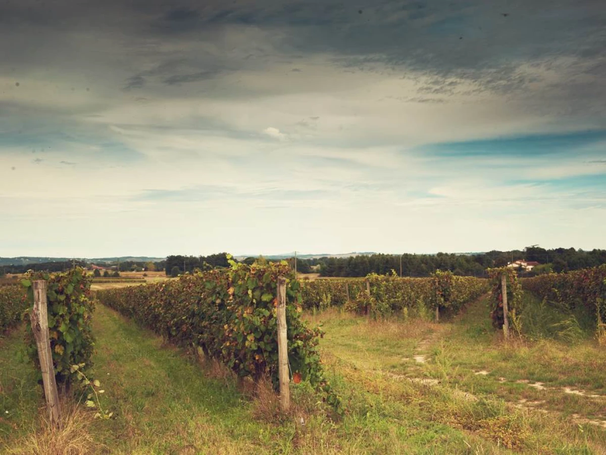 Balade « la vigne dans tout les sens & Pique-nique » - Vignerons Indépendants