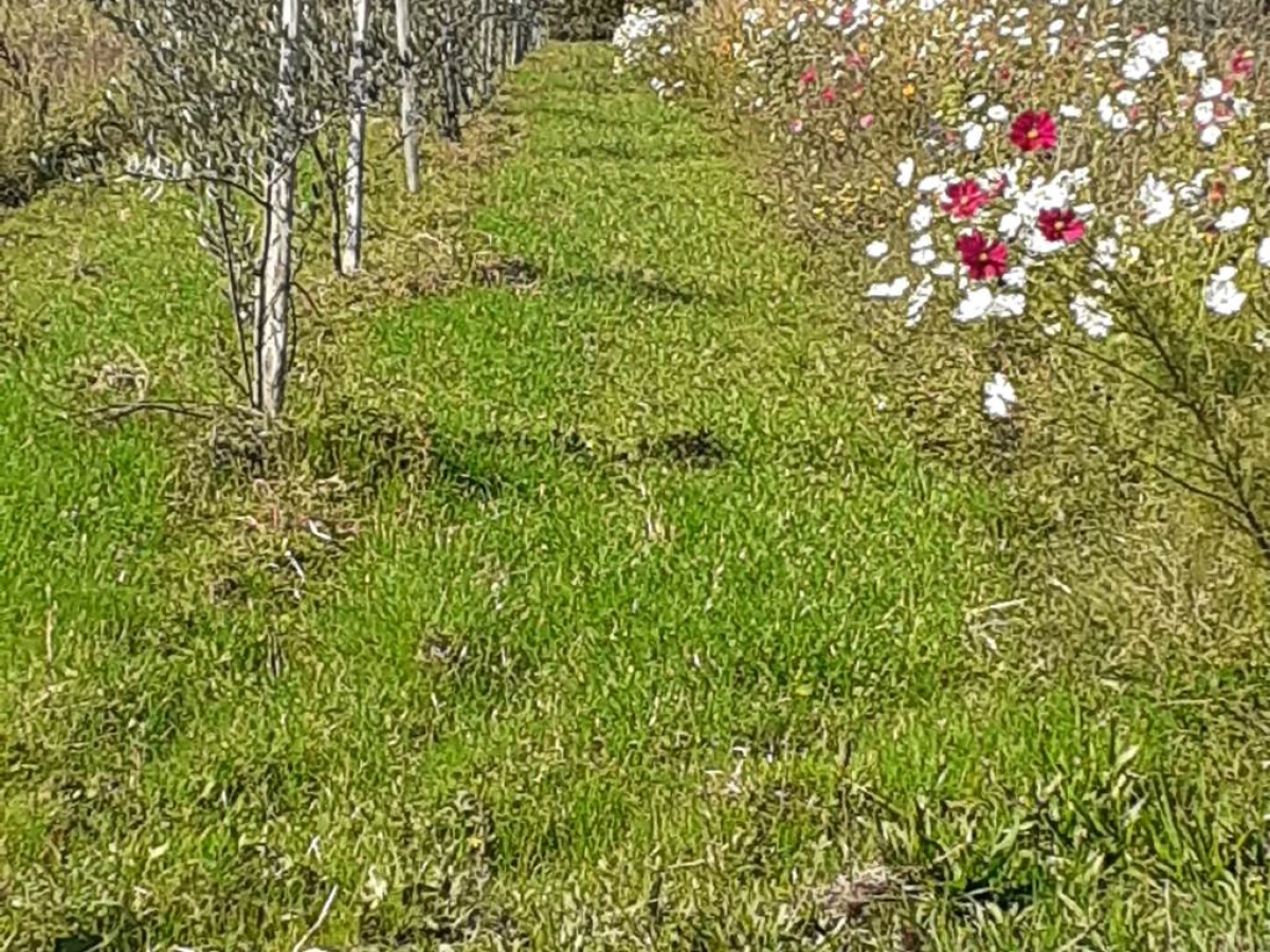 Balade « la vigne dans tout les sens & Pique-nique » - Vignerons Indépendants