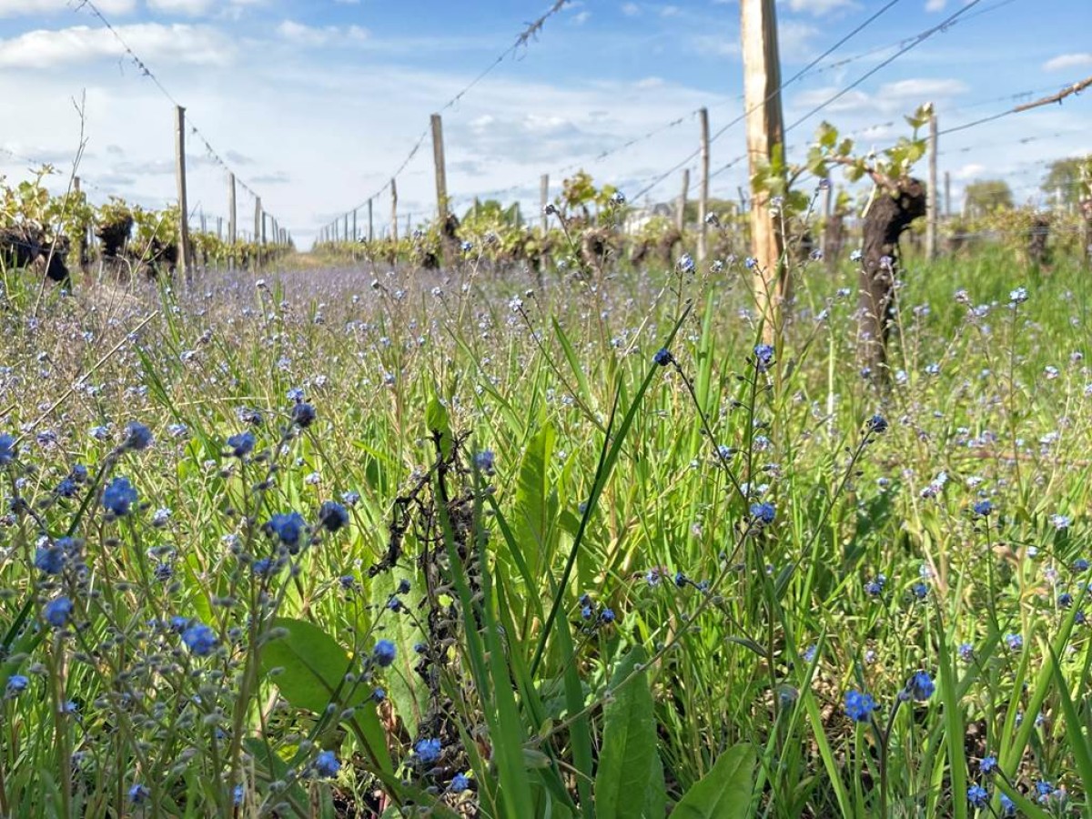 Balade "Le Chenin des Ecoliers" - Vignerons Indépendants