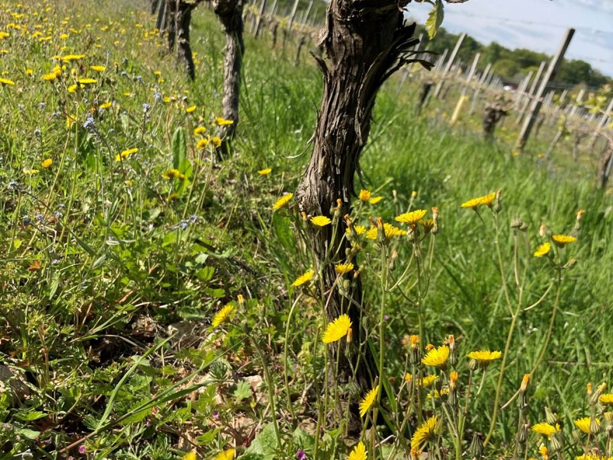Balade "Le Chenin des Ecoliers" - Vignerons Indépendants
