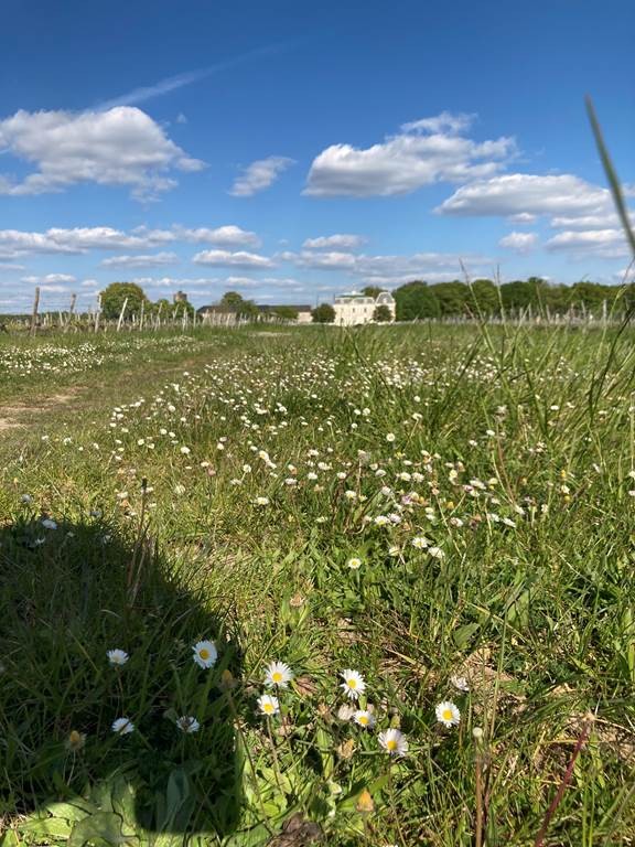 Balade "Le Chenin des Ecoliers" - Vignerons Indépendants
