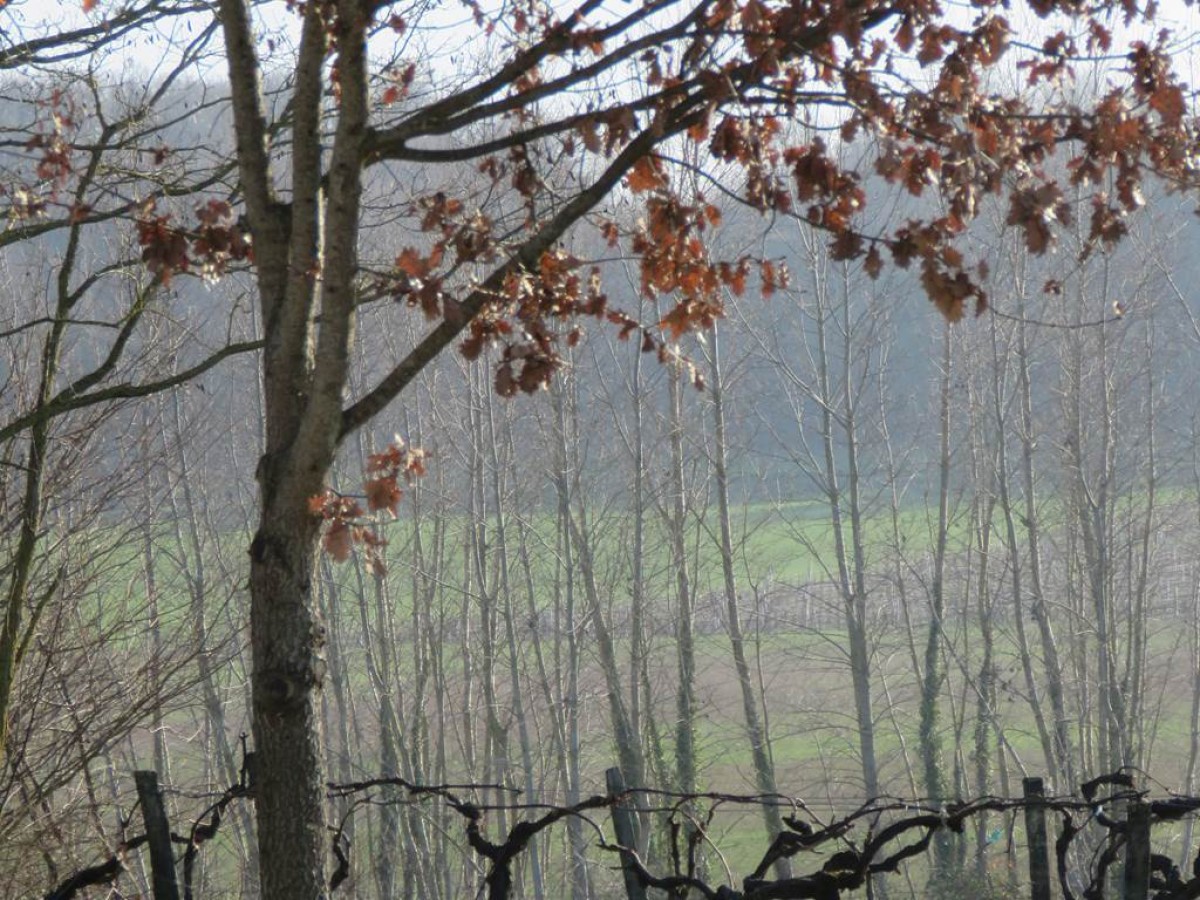 Balade pédestre avec guide sur le sentier de l'estuaire - Vignerons Indépendants