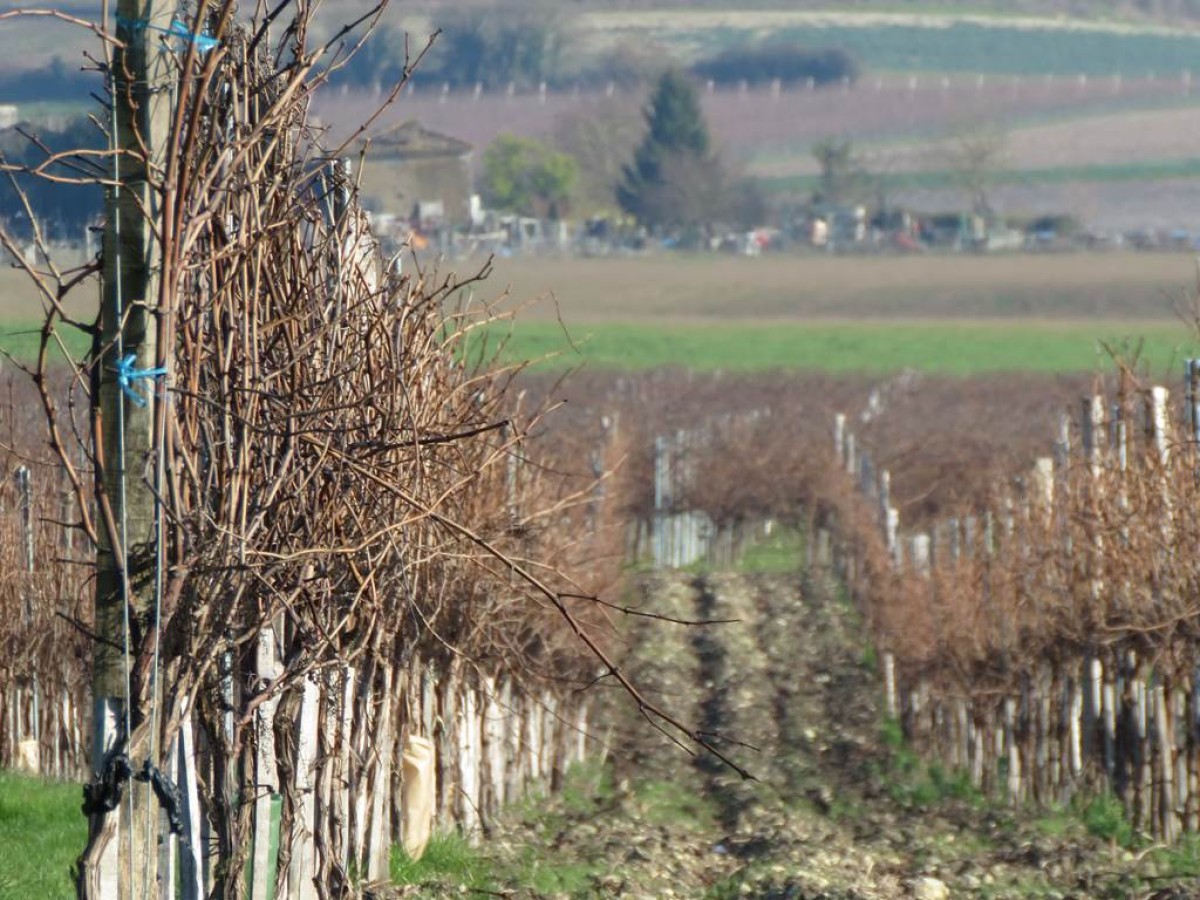 Balade pédestre en autonomie sur le sentier de l'estuaire - Vignerons Indépendants