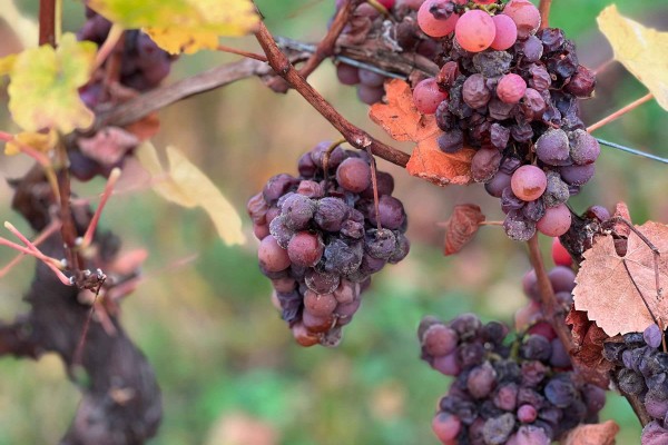Caves de Noël - Les Secrets des Vendanges Tardives - Vignerons Indépendants
