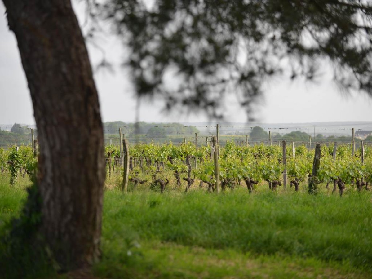 Château de la Viaudière - Vignerons Indépendants