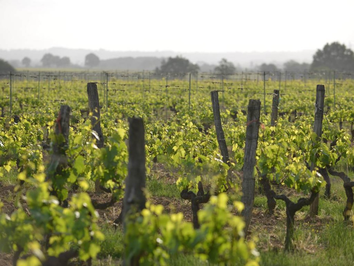 Château de la Viaudière - Vignerons Indépendants