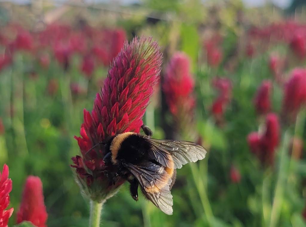 Château Fontesteau - Vignerons Indépendants