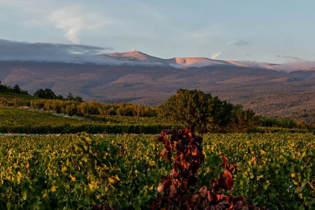 Château Juvenal - Vignerons Indépendants