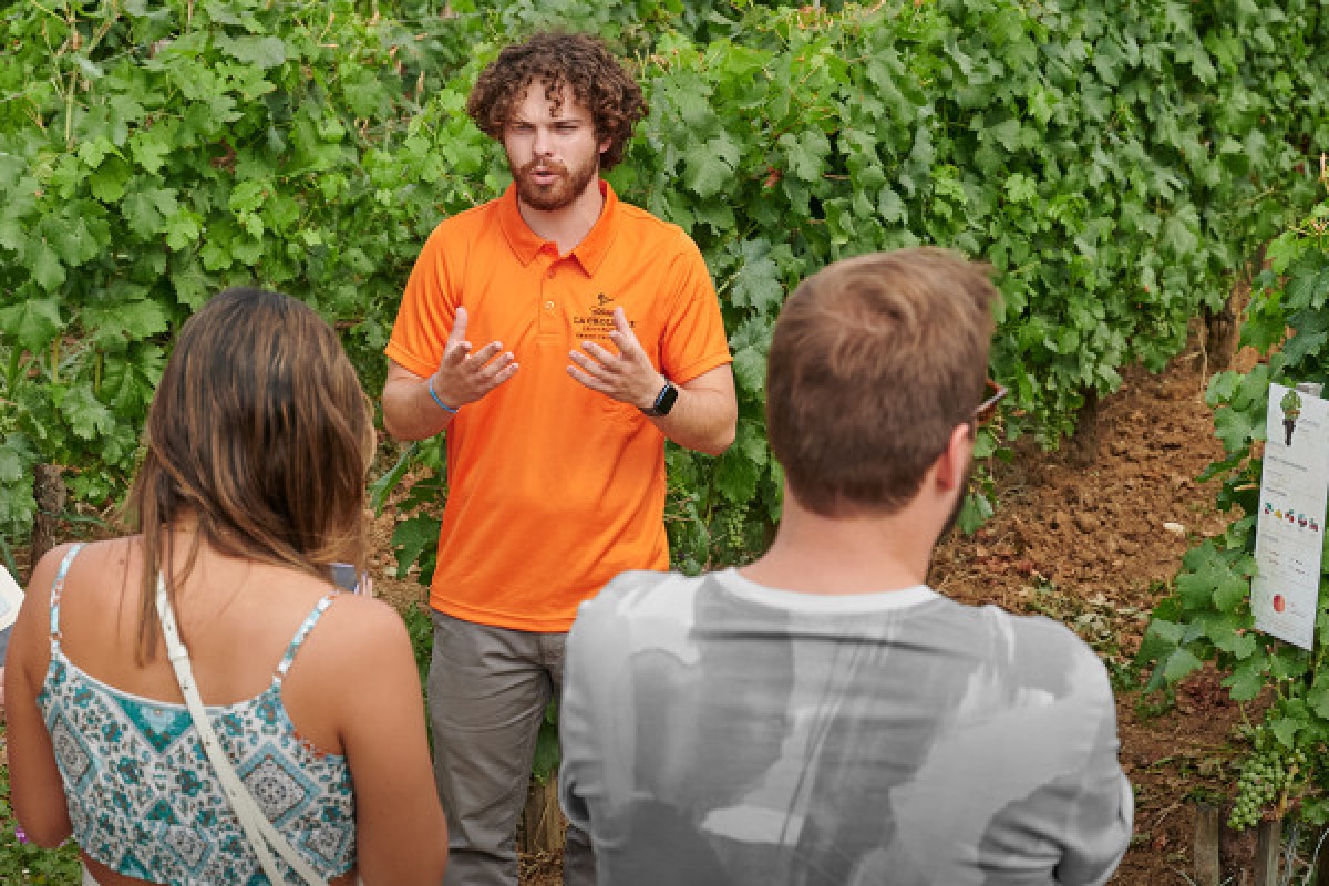 Château La Croizille St-Emilion Grand Cru Classé : Visite Nature & Terroir en Français - Vignerons Indépendants