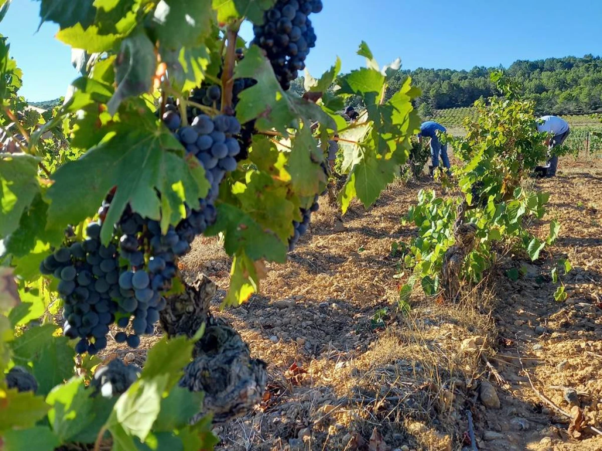 Château Maylandie - Vignerons Indépendants