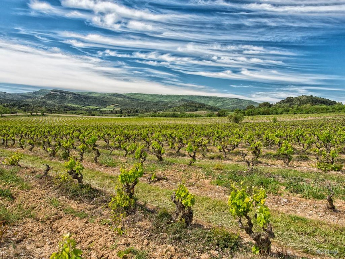 Château Villemagne - Vignerons Indépendants