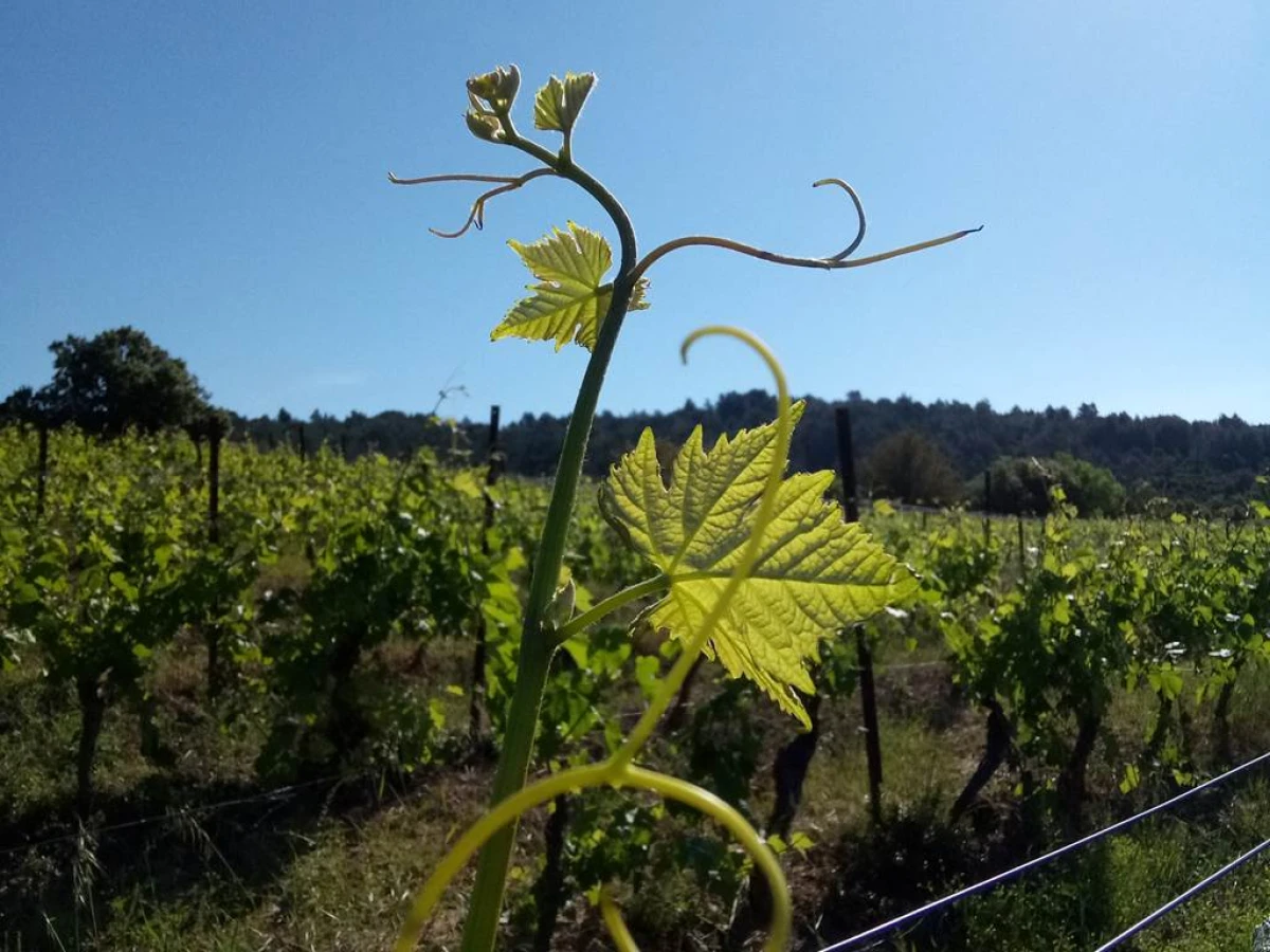 Château Villemagne - Vignerons Indépendants