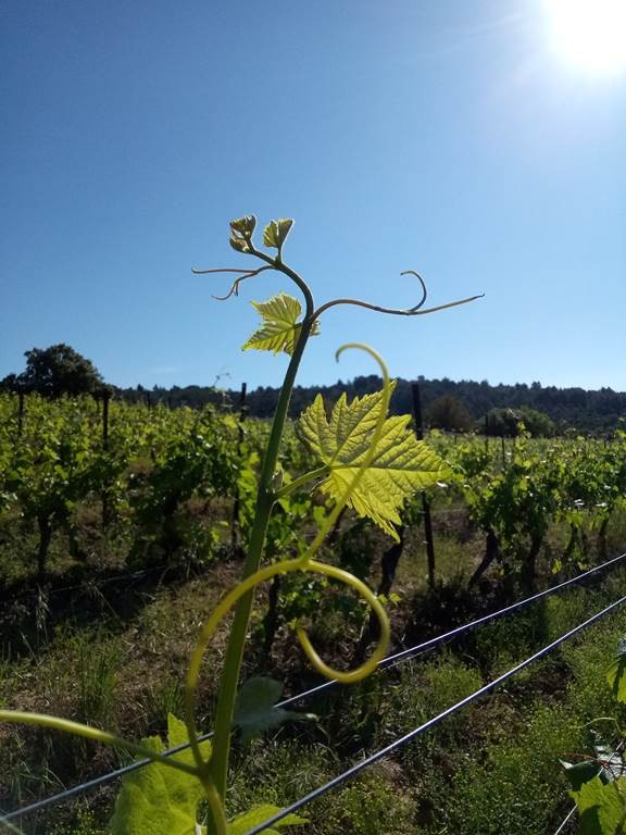 Château Villemagne - Vignerons Indépendants