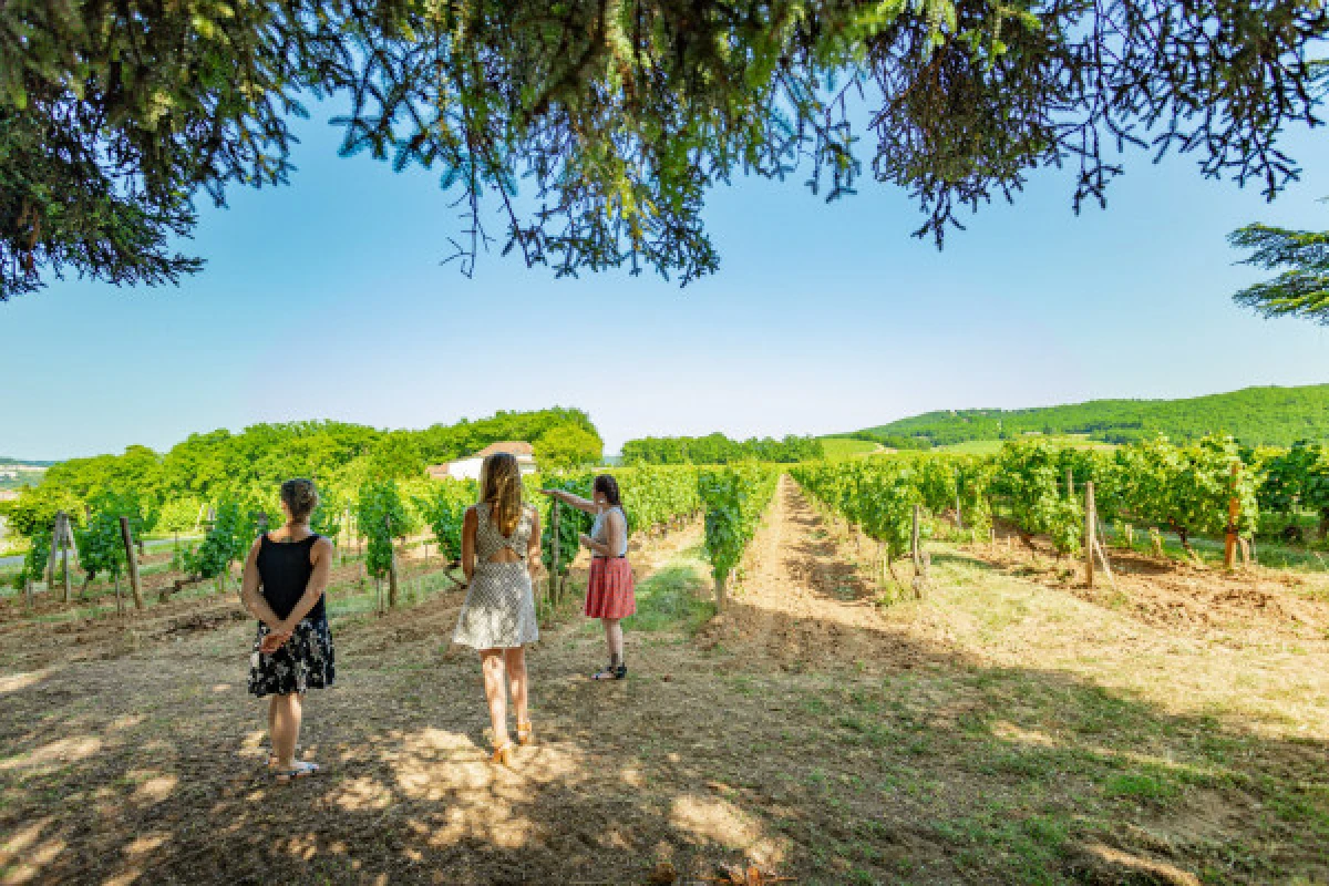 Visite Dégustation Classique - Anglais - Vignerons Indépendants