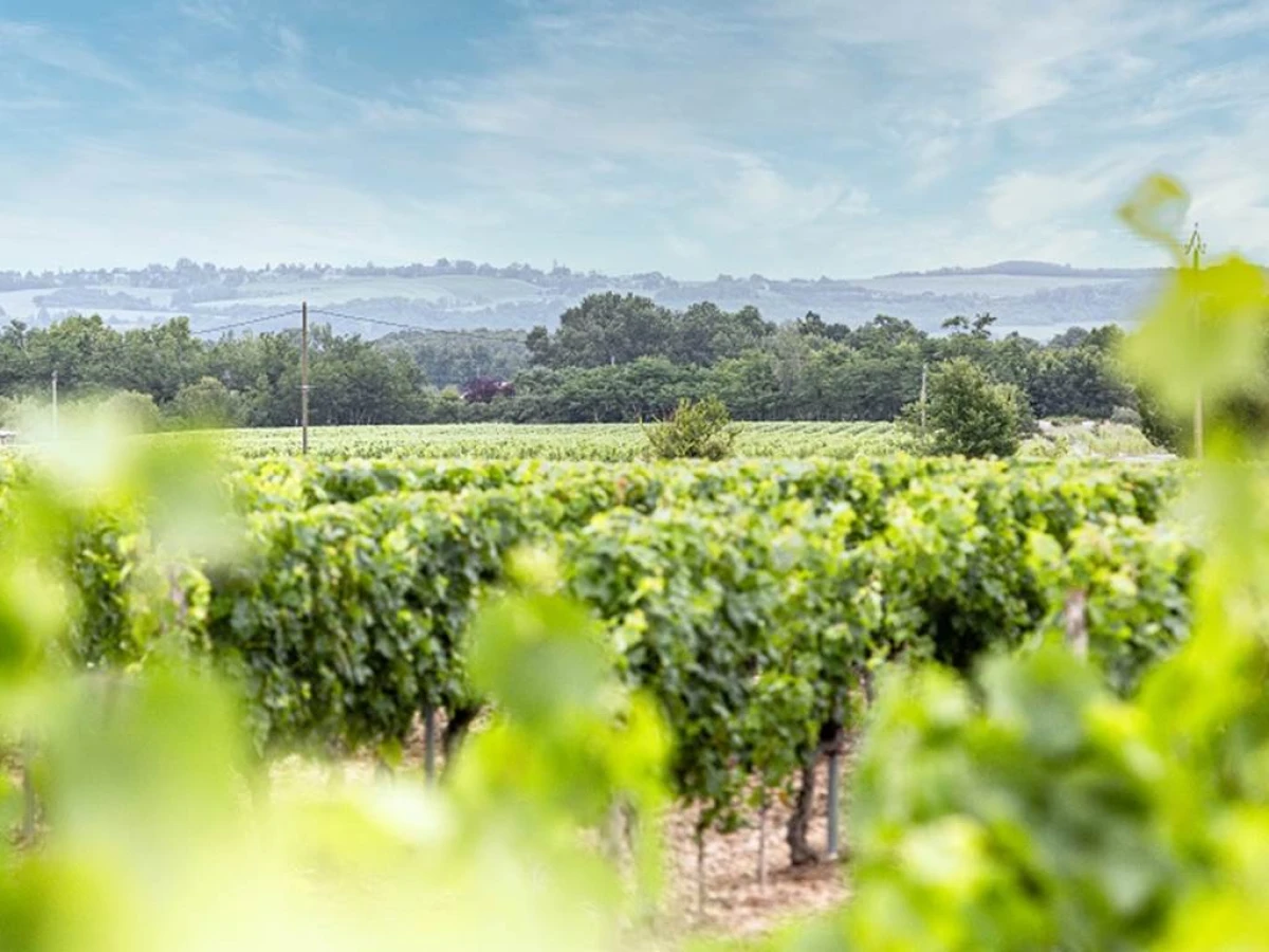 De la vigne à la cave - Vignerons Indépendants