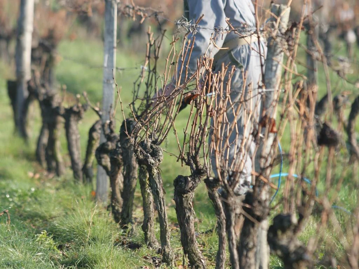 De la vigne à la cave - Vignerons Indépendants
