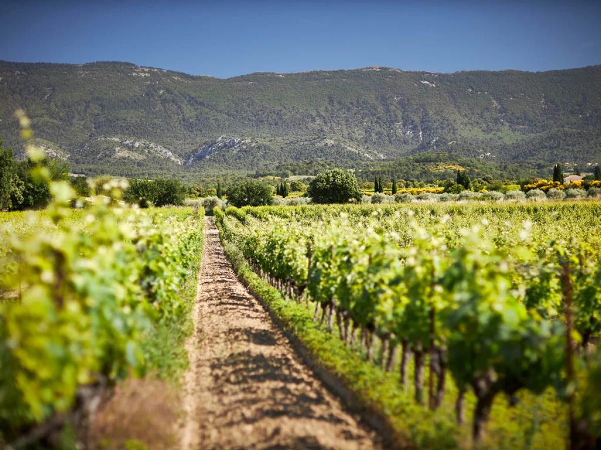 De la Vigne au Verre - Vignerons Indépendants