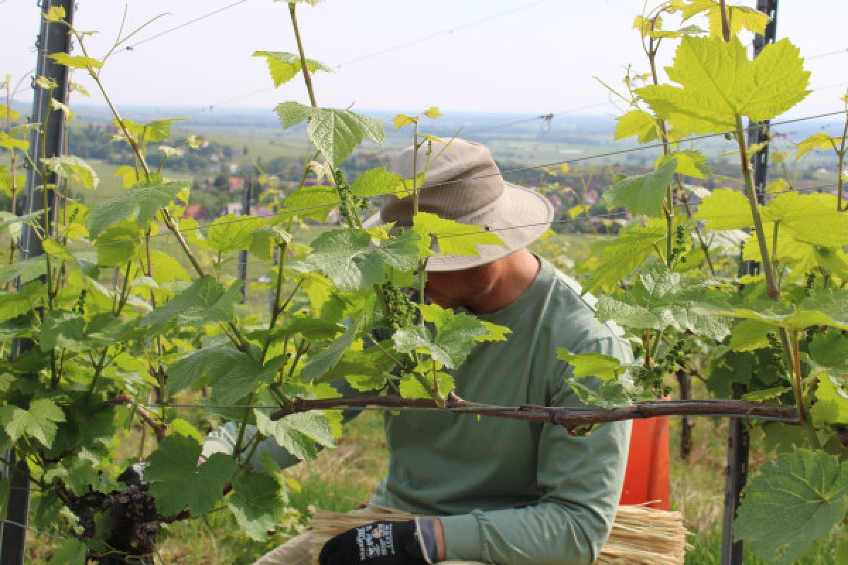 Dégustation à l'aveugle - Vignerons Indépendants
