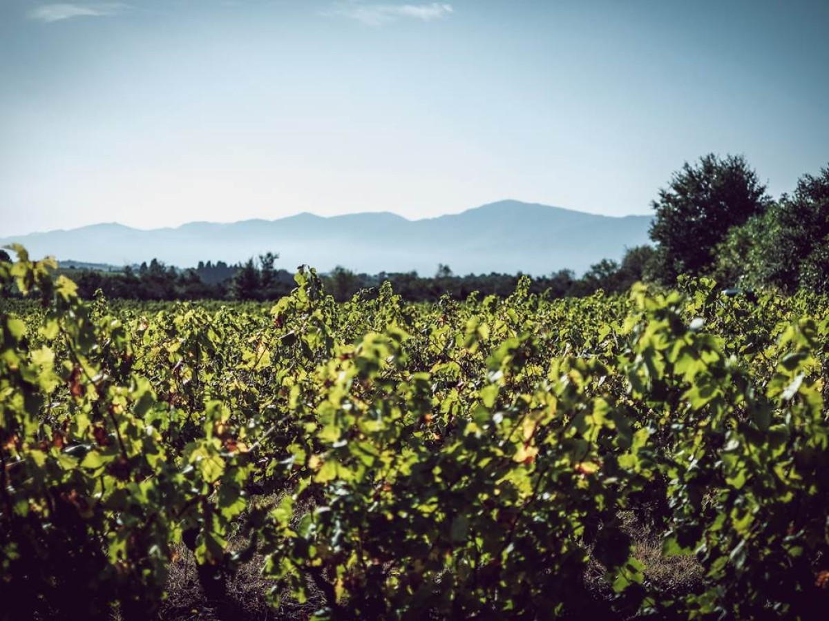 Dégustation accord mets et vins au coeur du vignoble - Vignerons Indépendants