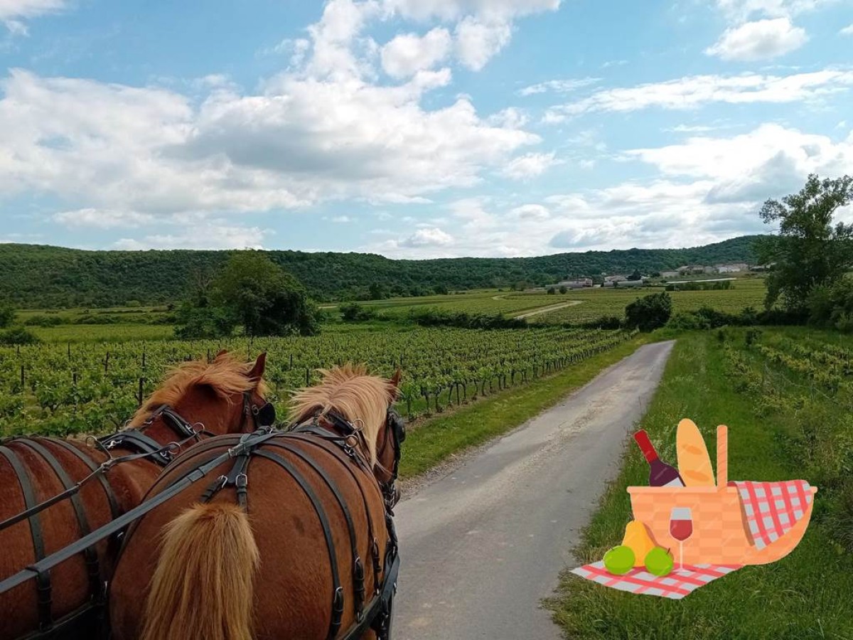 Dégustation champêtre en calèche dans les vignes - Vignerons Indépendants