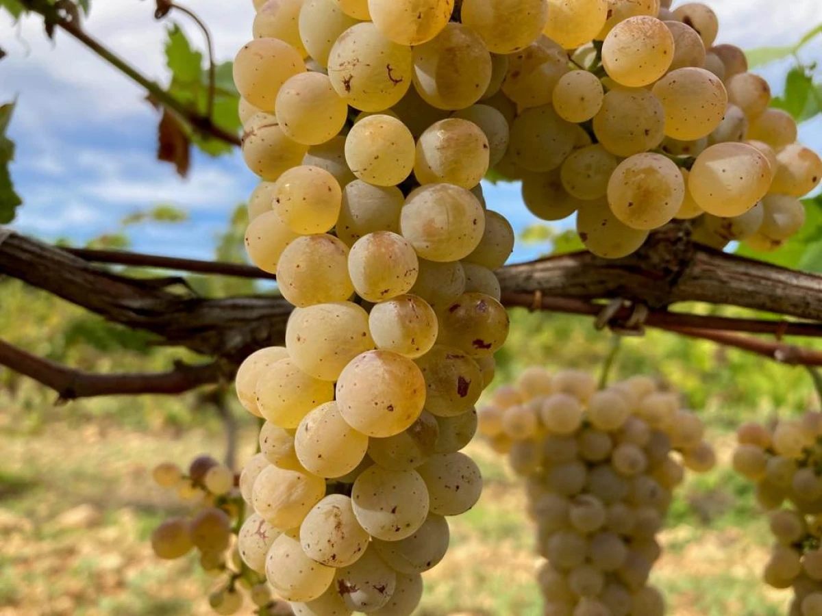 Dégustation & visite : Nos Blancs de Viognier - Vignerons Indépendants