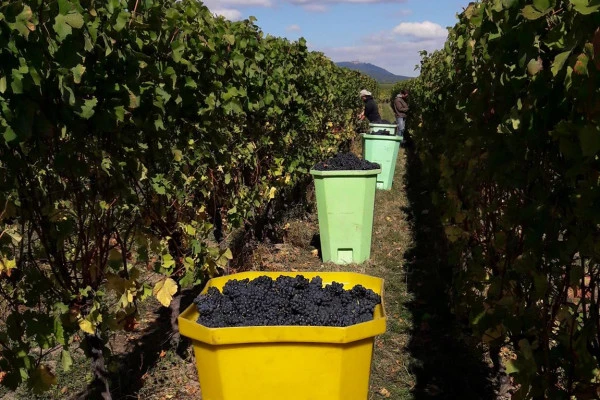 Devenez vendangeur d'un jour ! - Vignerons Indépendants
