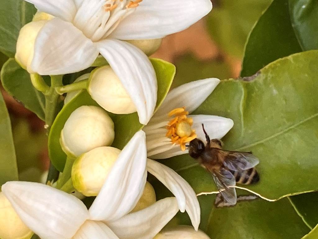 Domaine de l'Herbe Sainte - Vignerons Indépendants