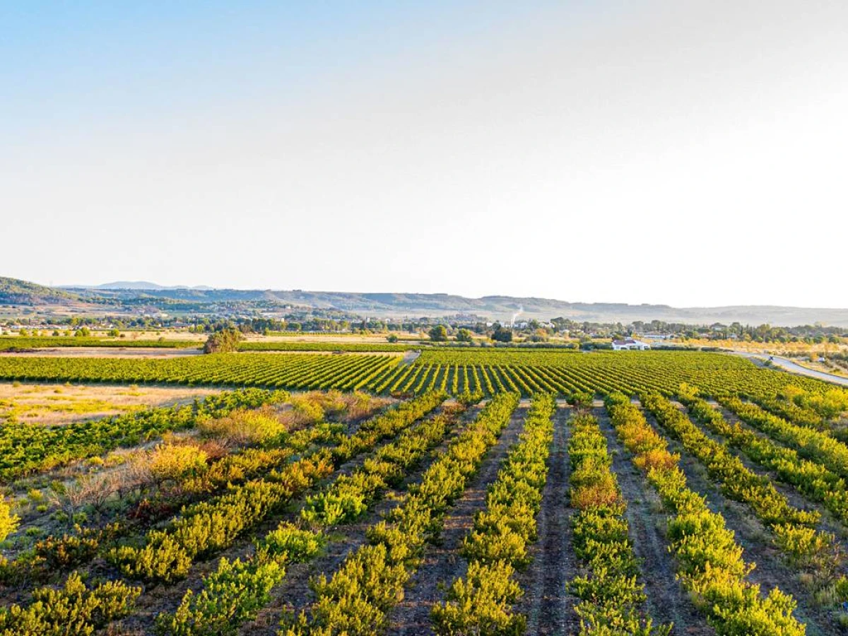 Domaine de l'Herbe Sainte - Vignerons Indépendants