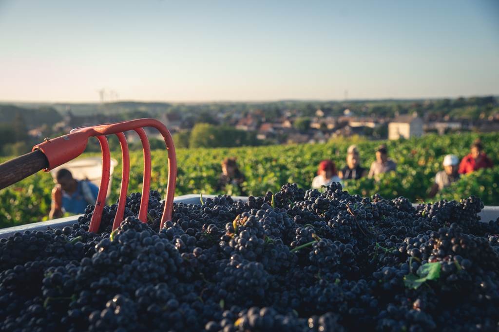 Domaine de La Pagerie - Vignerons Indépendants