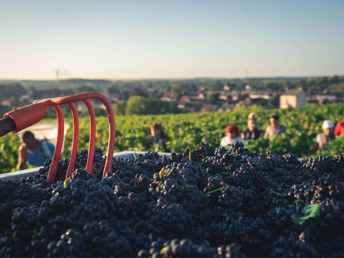 Domaine de La Pagerie - Vignerons Indépendants