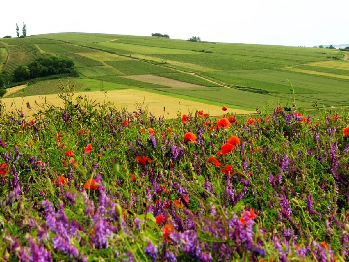 Domaine Petitjean - Vignerons Indépendants