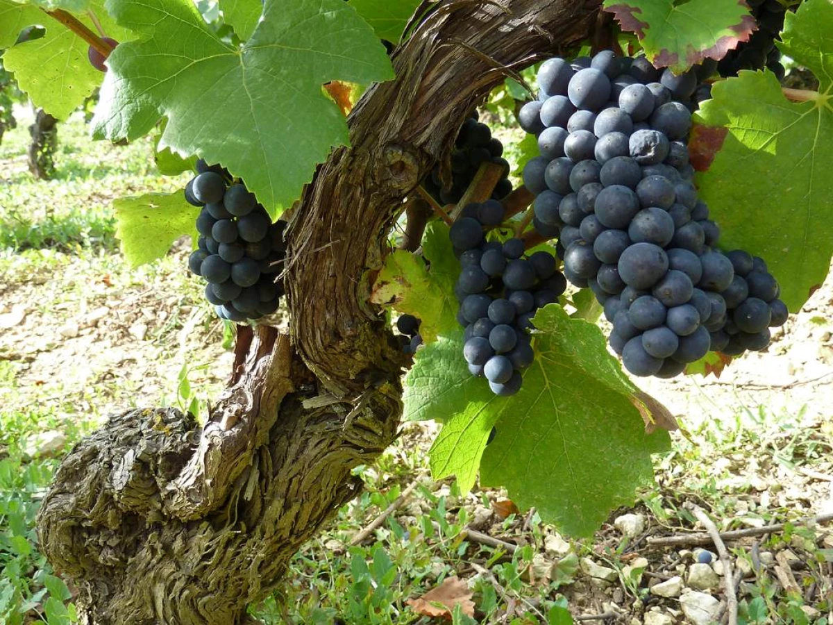 Domaine Petitjean - Vignerons Indépendants