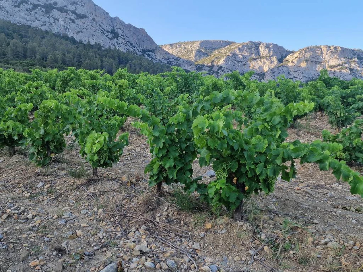 Domaine Pierre Pelou - Vignerons Indépendants