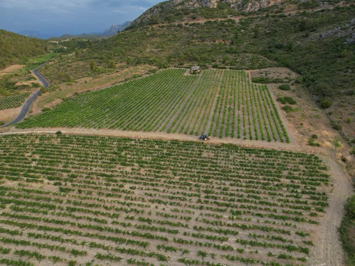 Domaine Pierre Pelou - Vignerons Indépendants