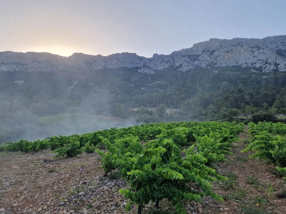 Domaine Pierre Pelou - Vignerons Indépendants
