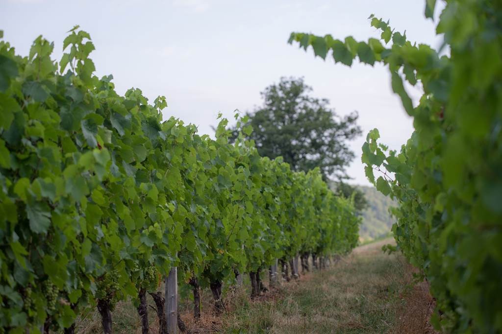 Domaine Rondeau - Vignerons Indépendants