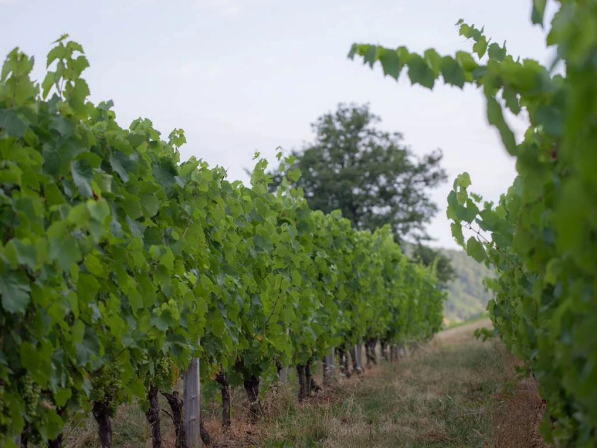 Domaine Rondeau - Vignerons Indépendants
