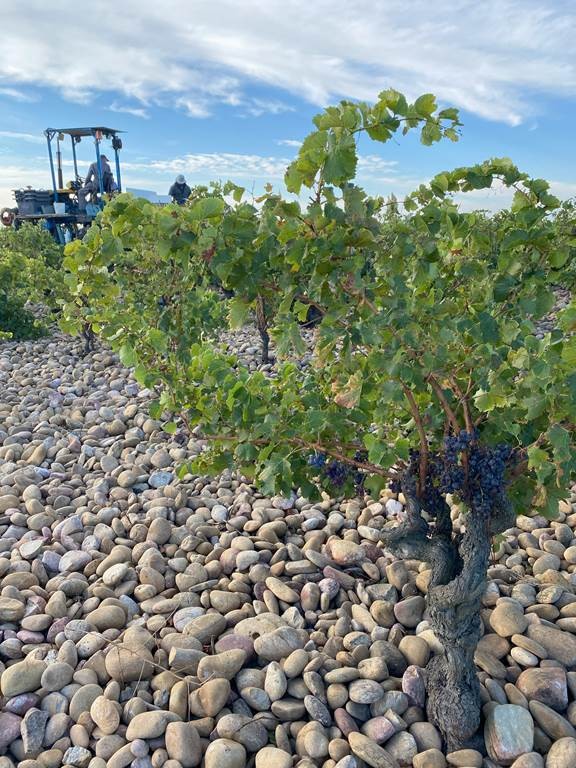 Entre Rhône et cailloux, notre terroir se déguste - Vignerons Indépendants