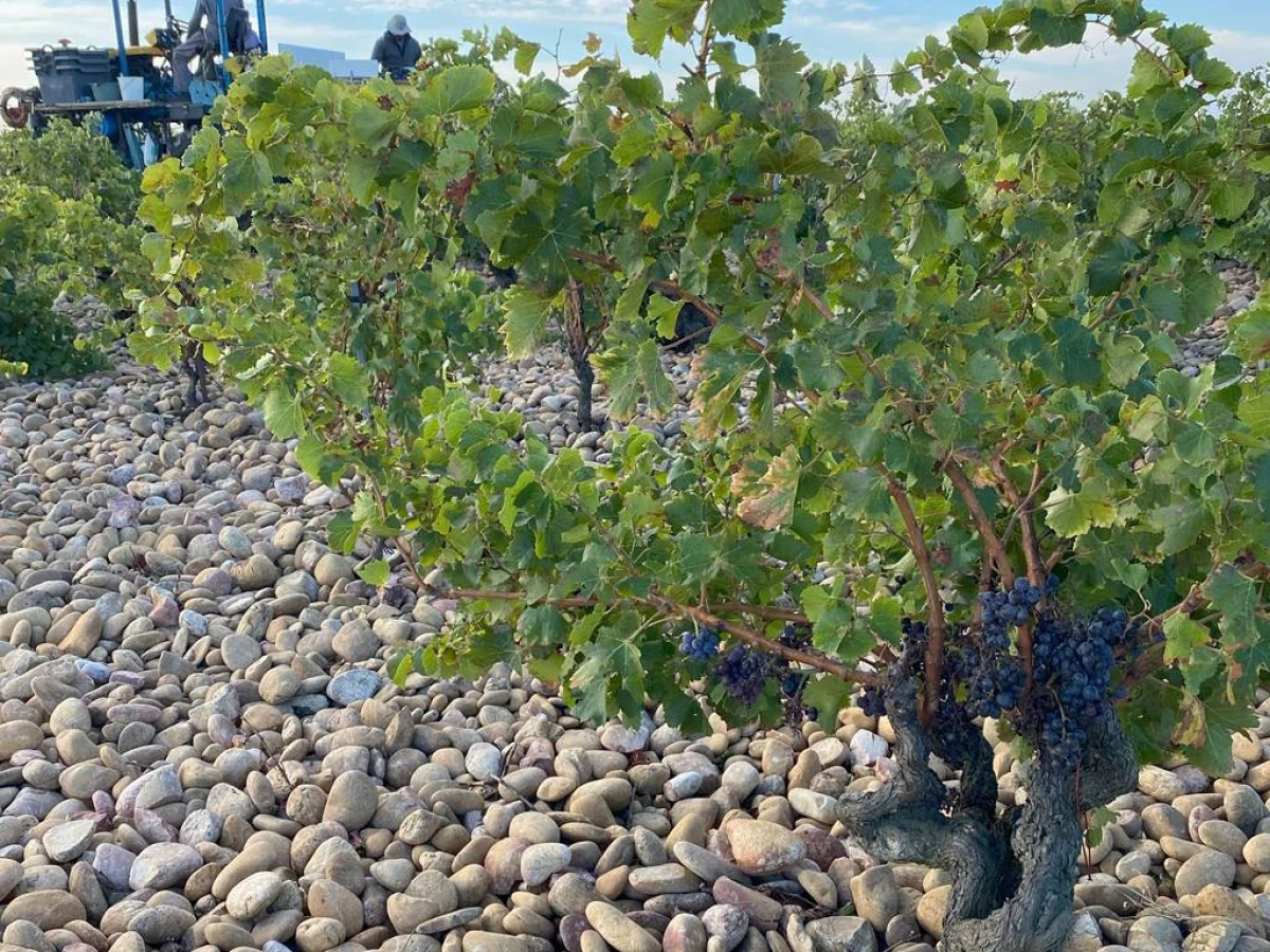 Entre Rhône et cailloux, notre terroir se déguste - Vignerons Indépendants