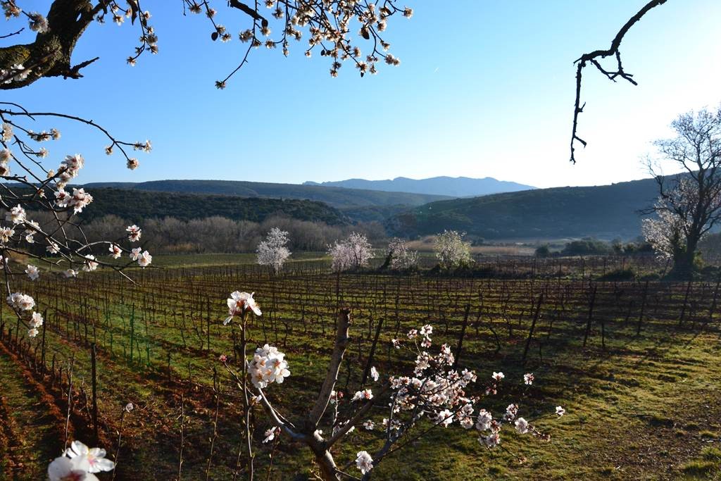 Gîtes Bertrand Bergé - Vignerons Indépendants