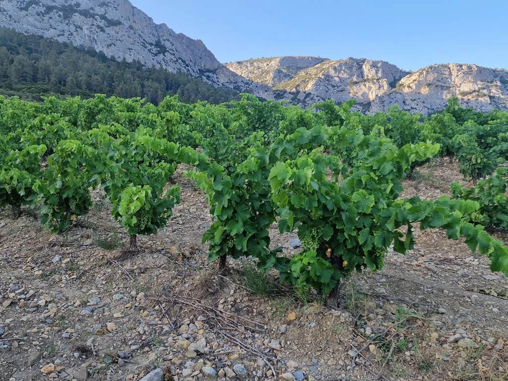 Gîtes - Pierre PELOU Vigneron - Vignerons Indépendants Gîtes - Pierre PELOU Vigneron - Vignerons Indépendants