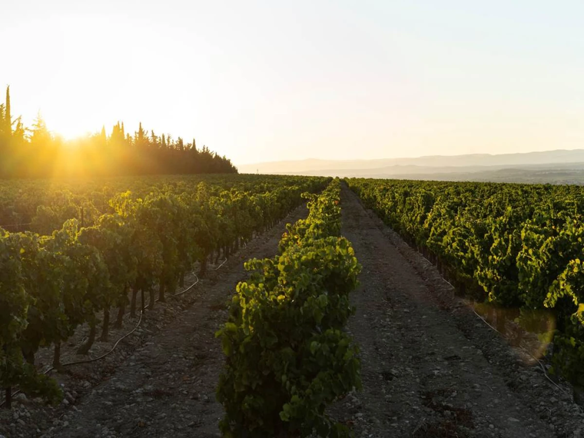 Golden Hour au Domaine - Vignerons Indépendants