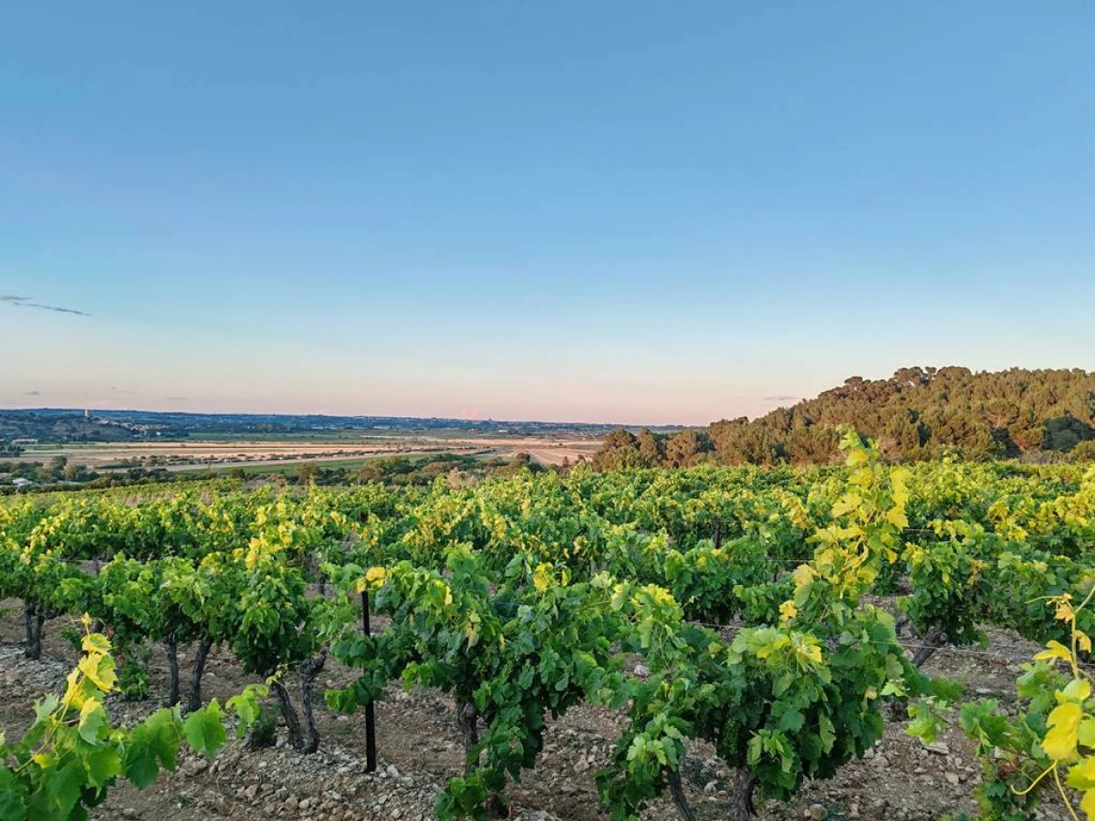 Golden Hour au Domaine - Vignerons Indépendants