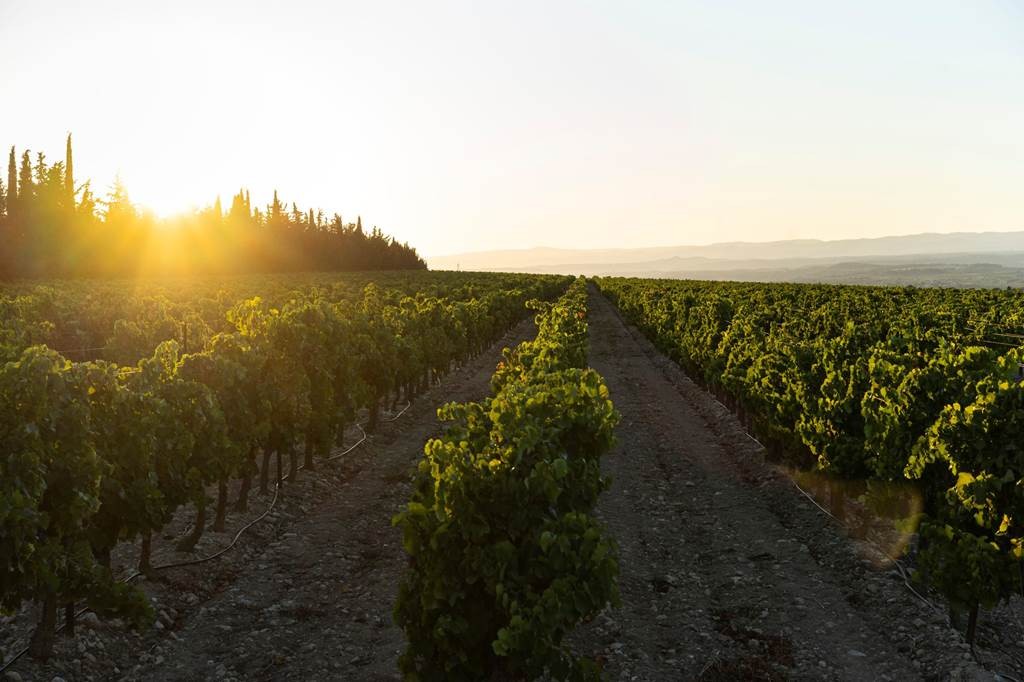 Golden Hour au Domaine - Vignerons Indépendants