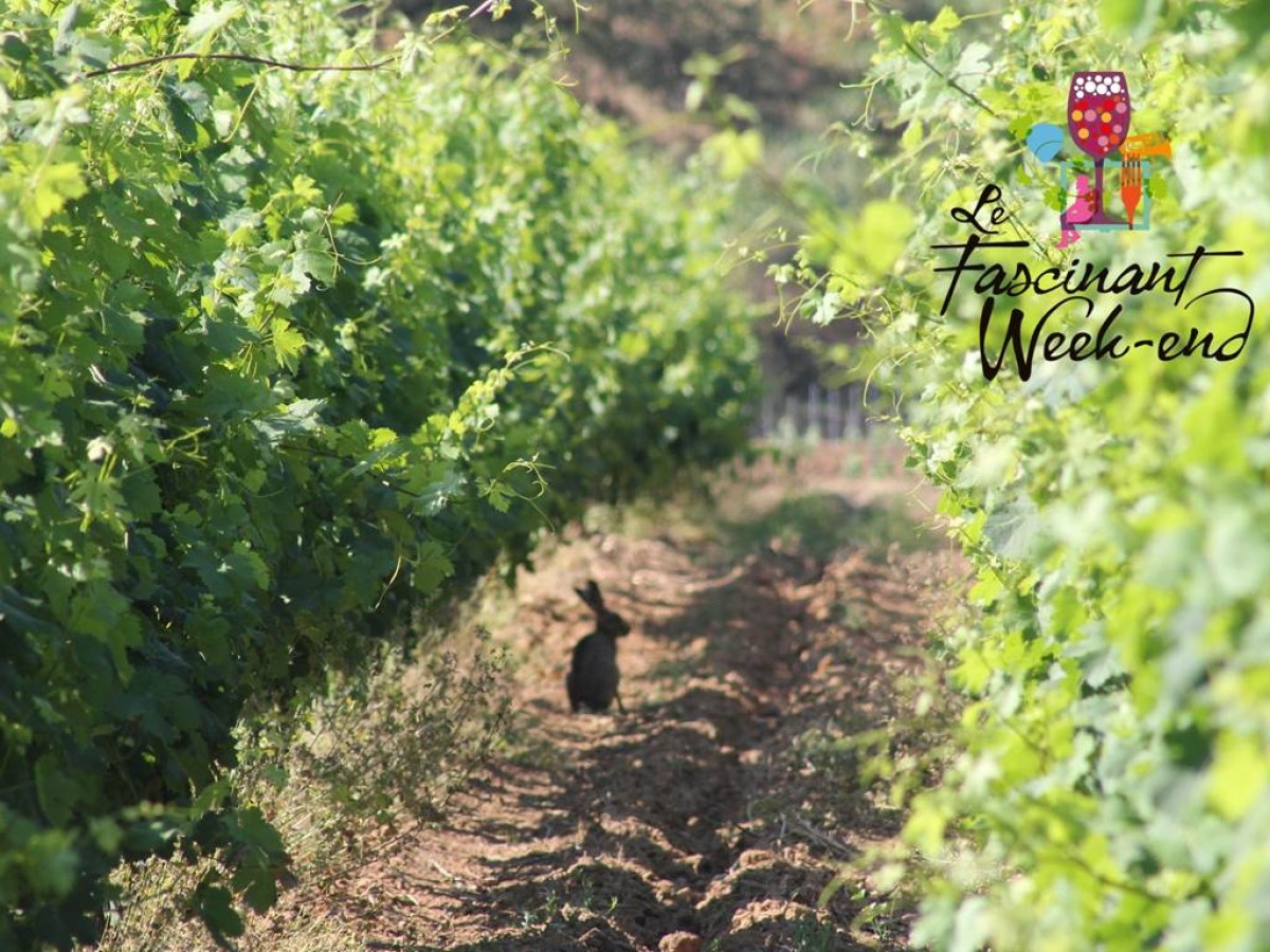 Guide naturaliste + Balade Découverte Sensorielle - Vignerons Indépendants
