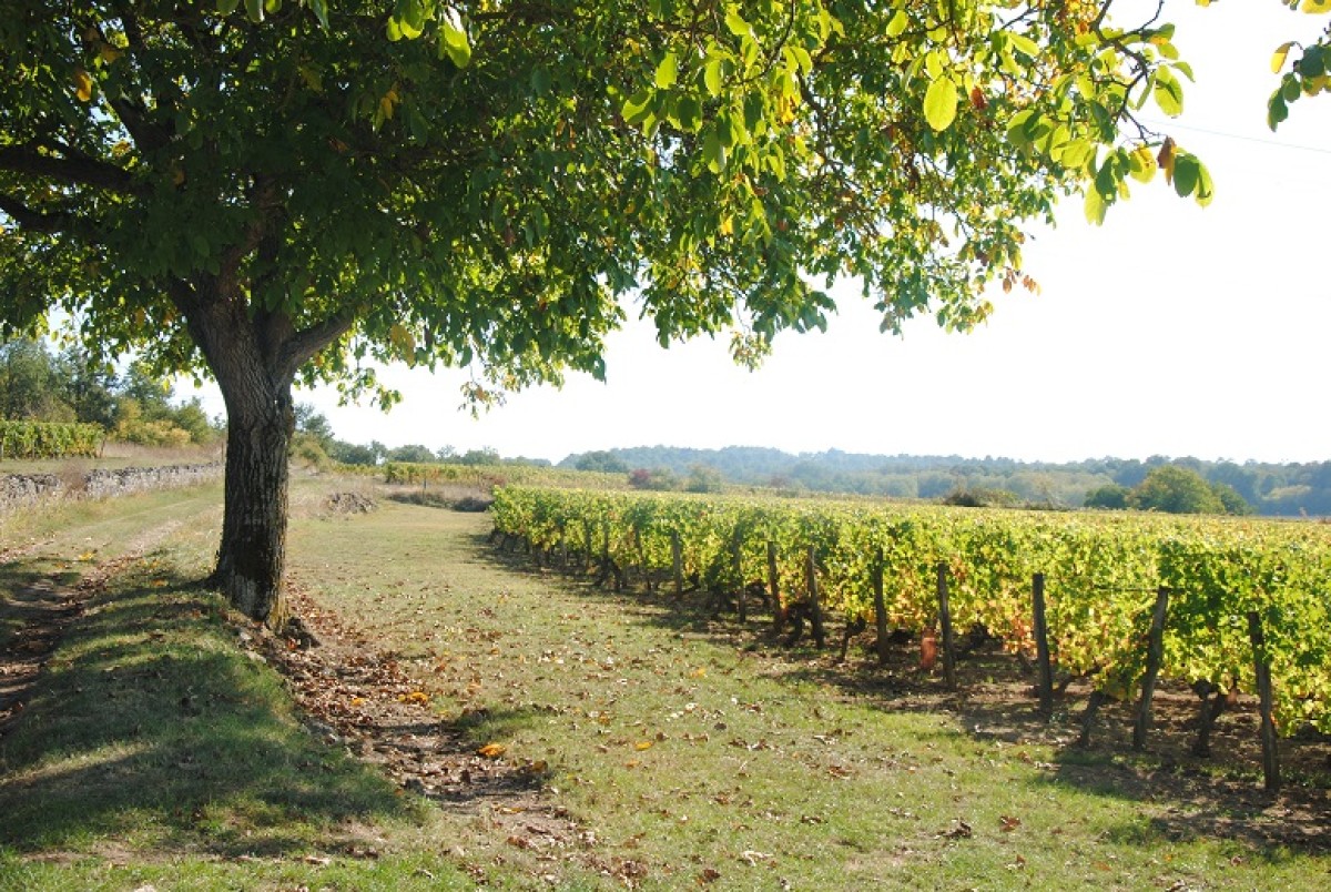 Randonnée Pédestre dans le Vignoble - Vignerons Indépendants